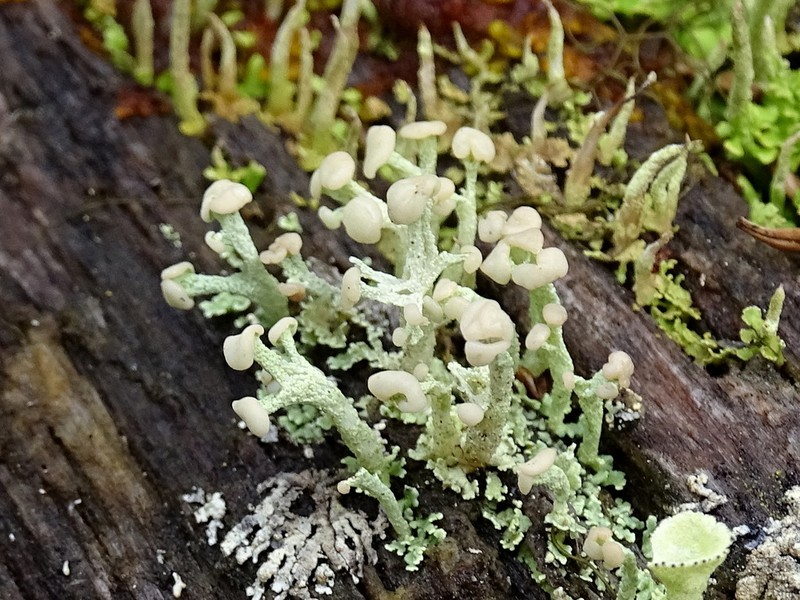 Cup Lichen photo 7
