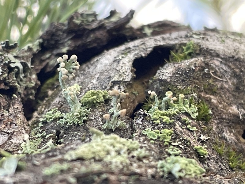 Cup Lichen photo 8