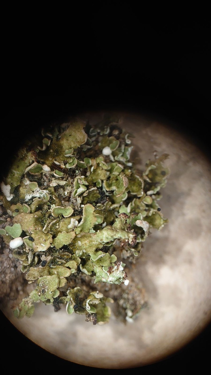 Cup Lichen