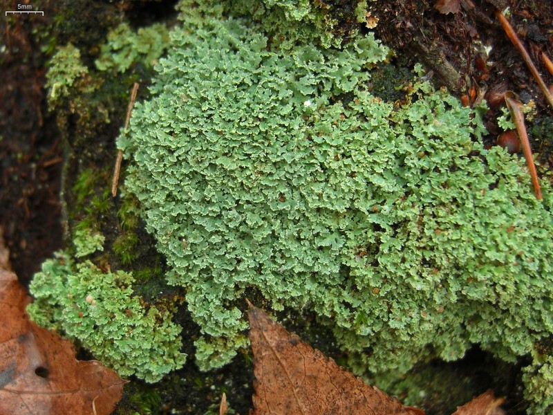 Cup Lichen