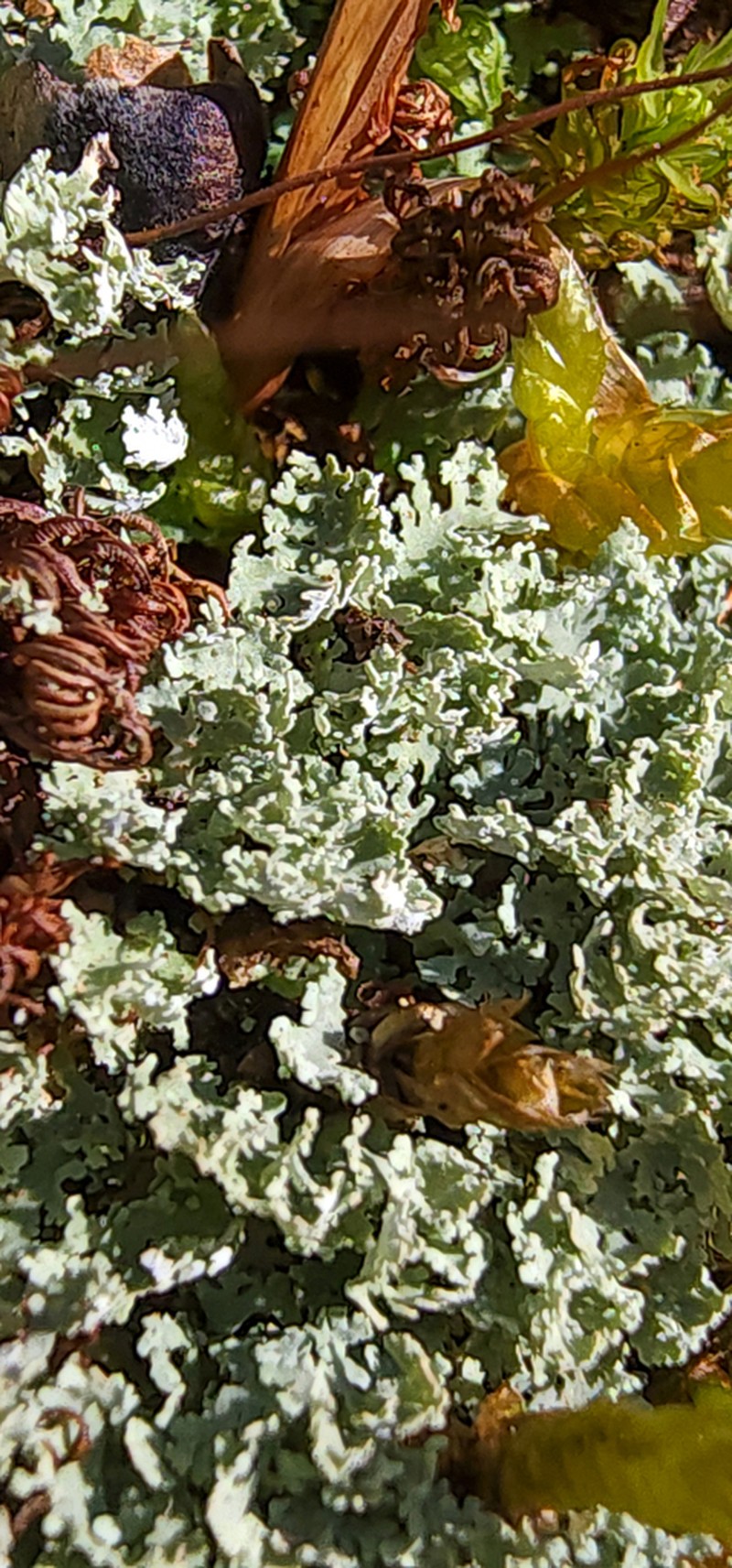 Cup Lichen