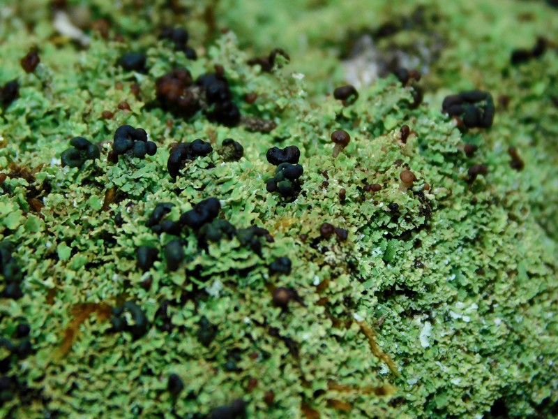 Cup Lichen photo 2