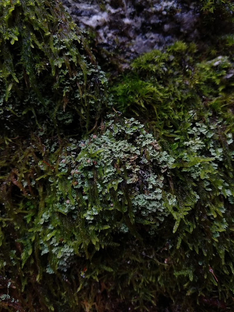 Cup Lichen photo 3
