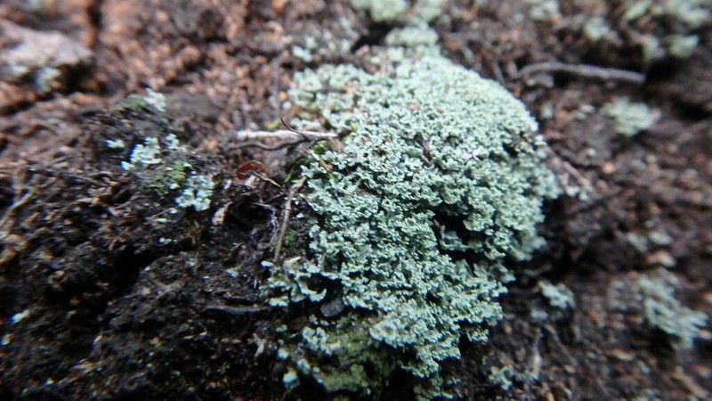 Cup Lichen photo 4