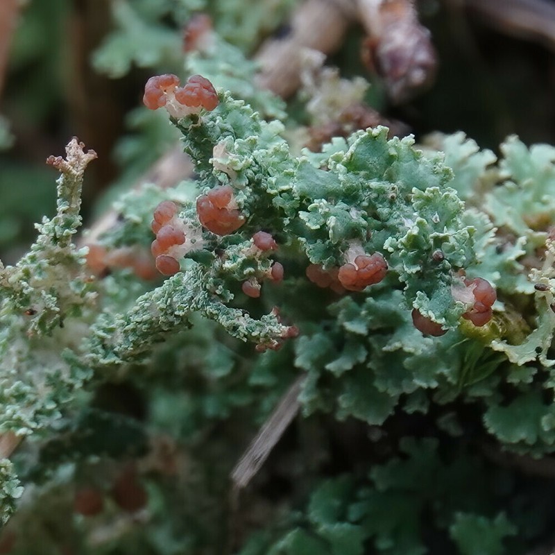 Cup Lichen photo 5