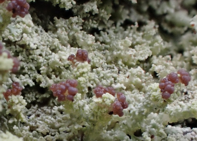 Cup Lichen photo 6