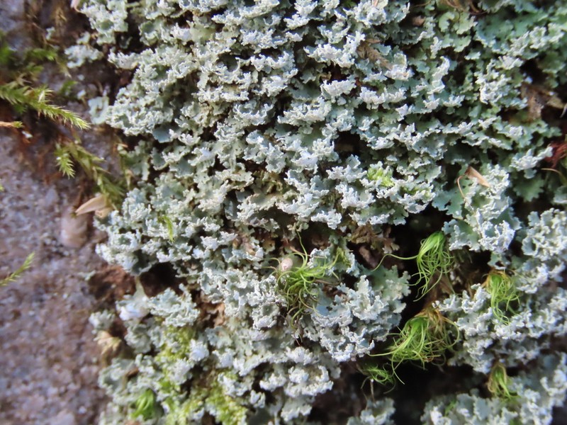 Cup Lichen photo 7