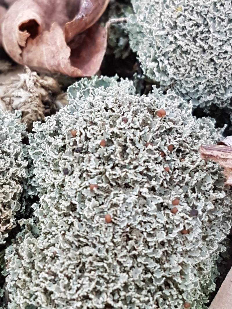 Cup Lichen photo 8