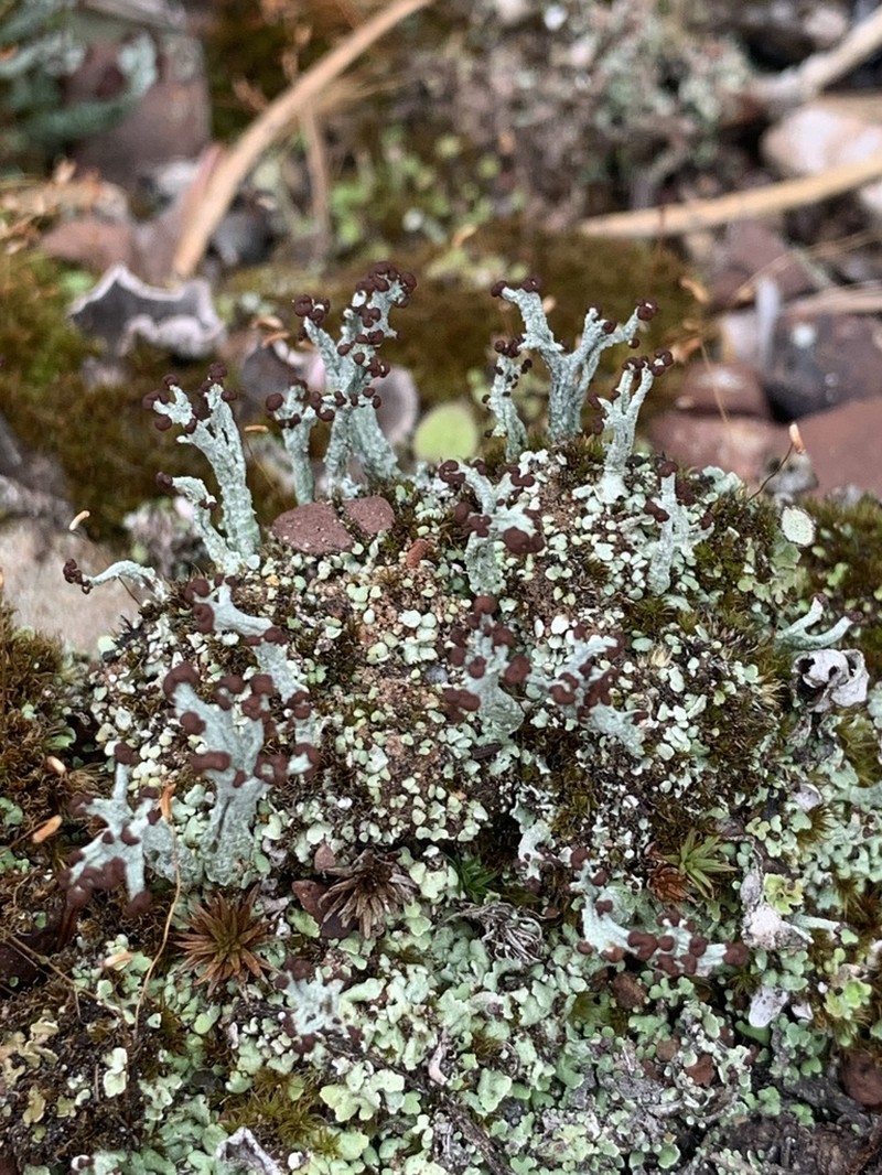 Cup Lichen