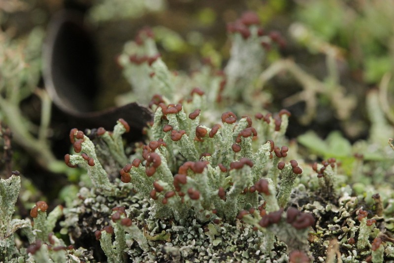 Cup Lichen photo 2