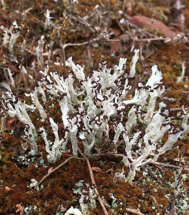 Cup Lichen photo 3