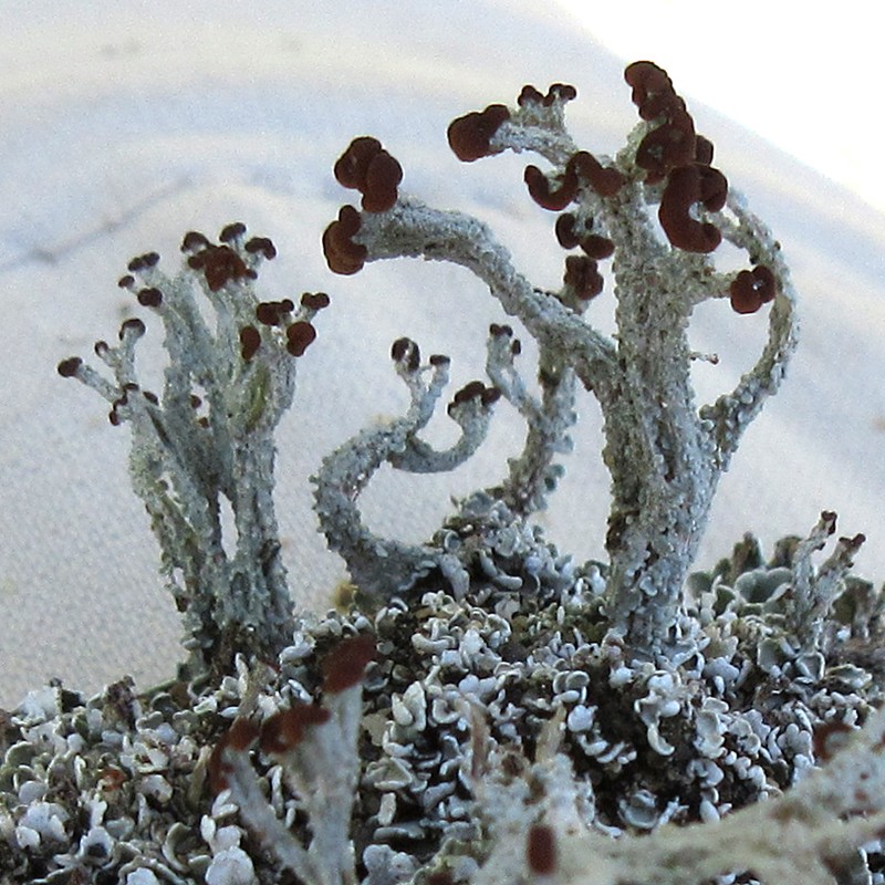 Cup Lichen photo 4