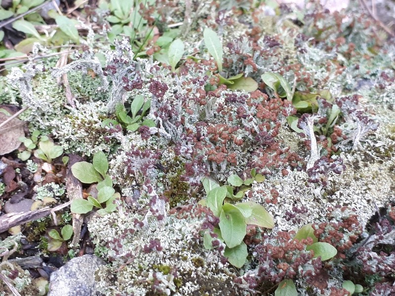 Cup Lichen photo 5