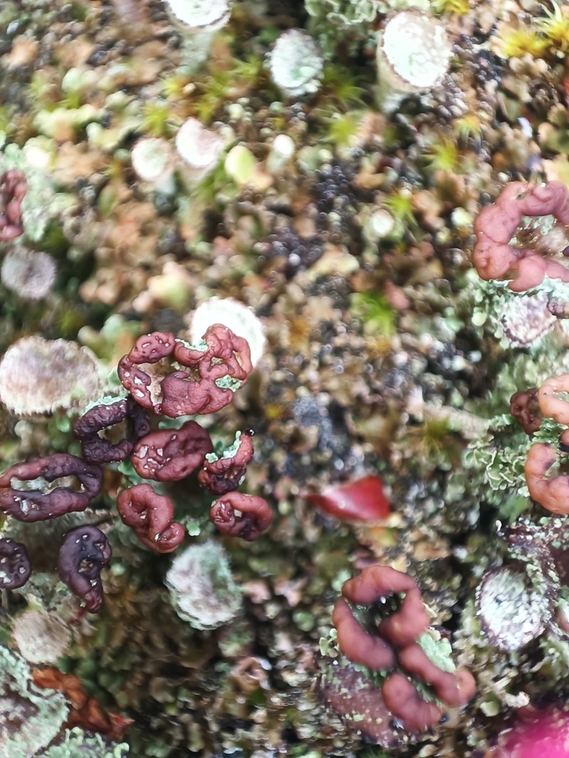 Cup Lichen photo 6