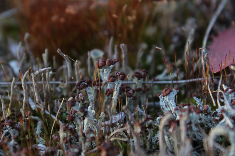 Cup Lichen photo 7