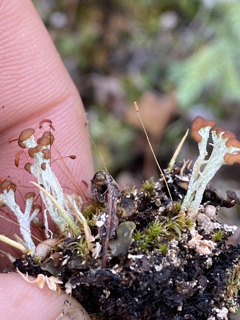 Cup Lichen photo 8