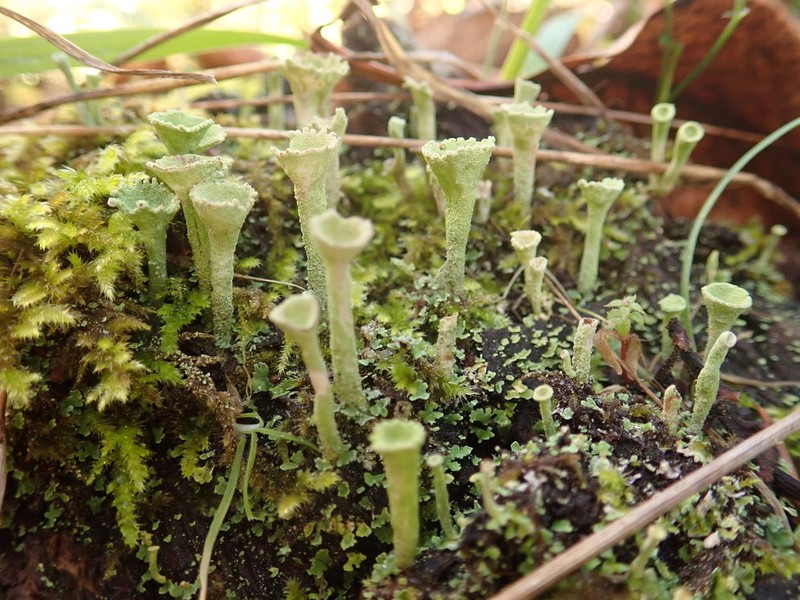 Cup Lichen