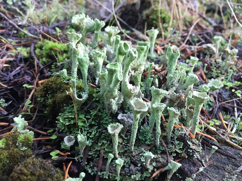 Cup Lichen photo 2