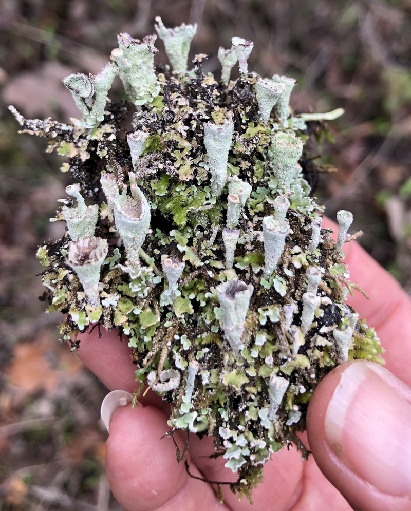 Cup Lichen photo 3