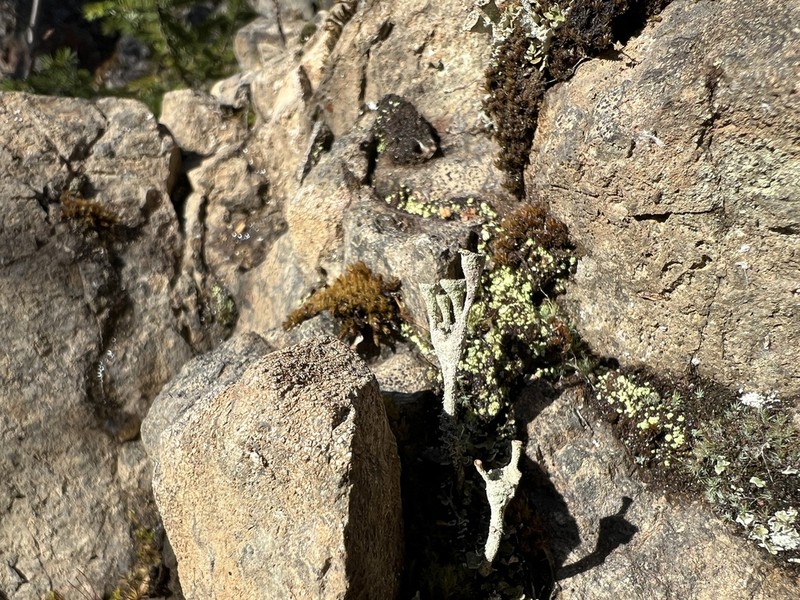 Cup Lichen photo 4