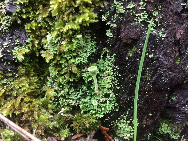 Cup Lichen photo 5