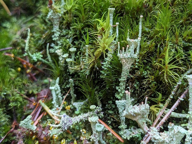 Cup Lichen photo 6