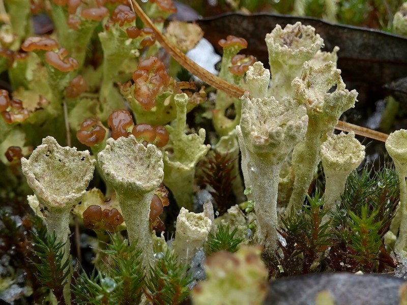 Cup Lichen photo 7