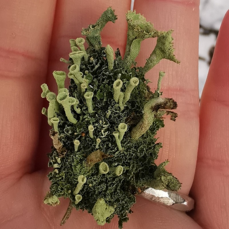 Cup Lichen photo 8