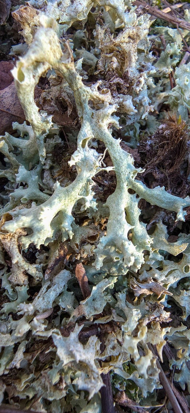 Carolina Cup Lichen