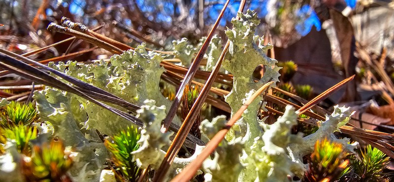 Carolina Cup Lichen photo 2