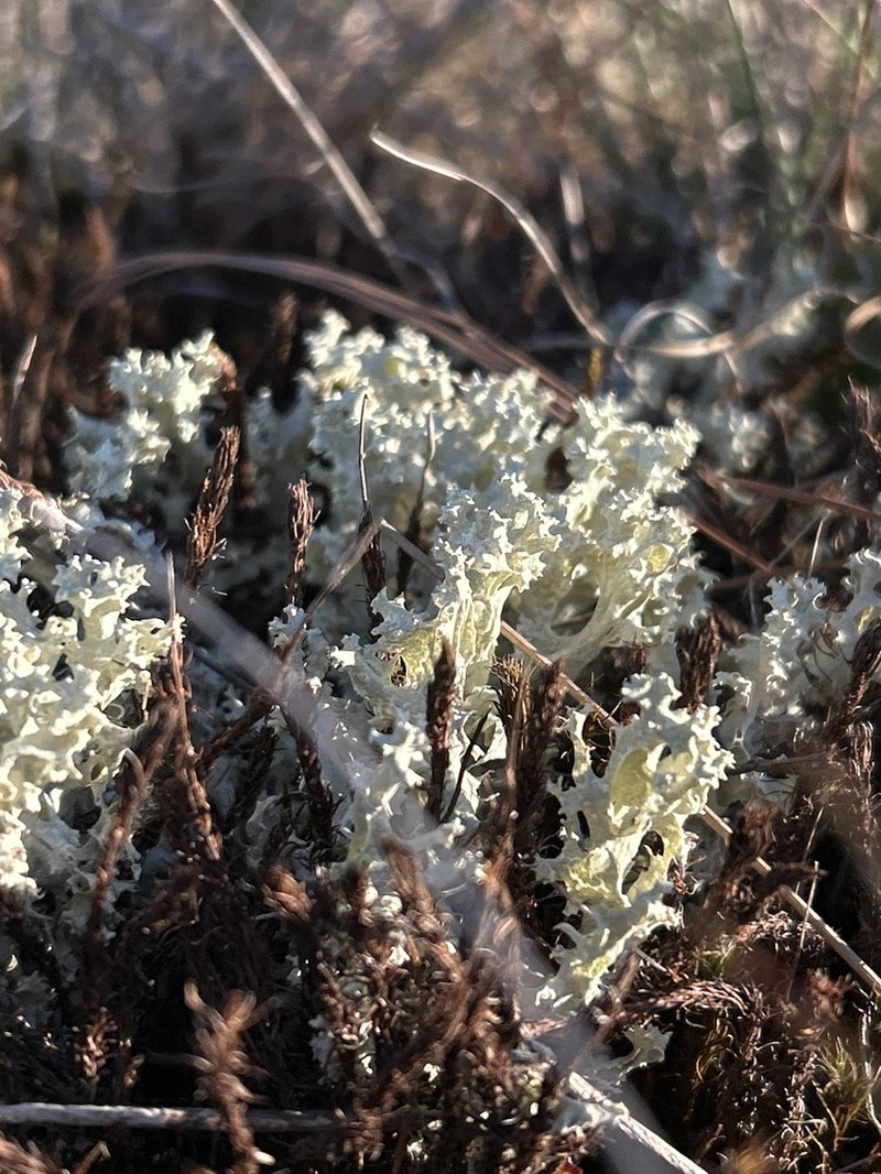 Carolina Cup Lichen photo 3