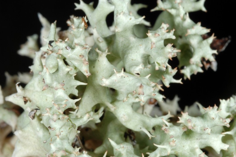 Carolina Cup Lichen photo 4