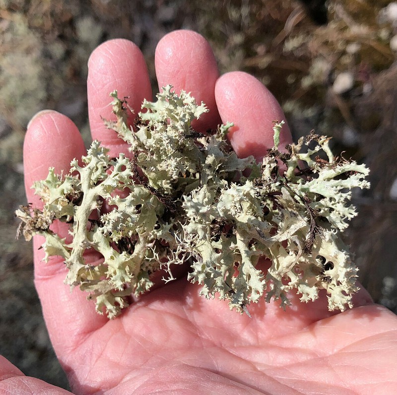 Carolina Cup Lichen photo 5