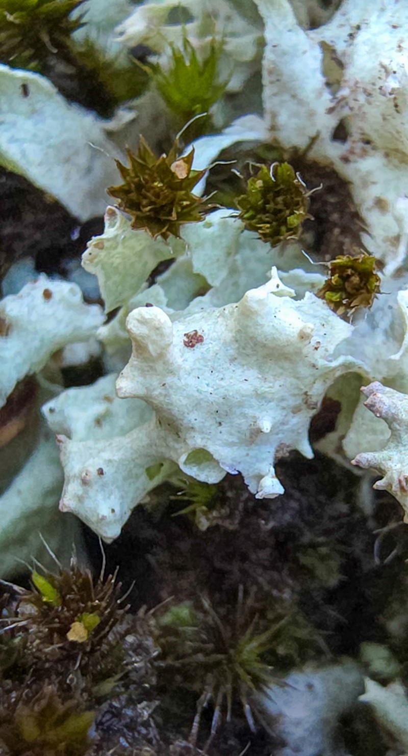 Carolina Cup Lichen photo 6