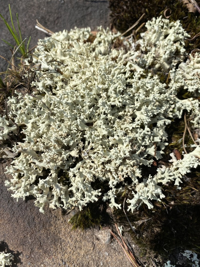 Carolina Cup Lichen photo 7