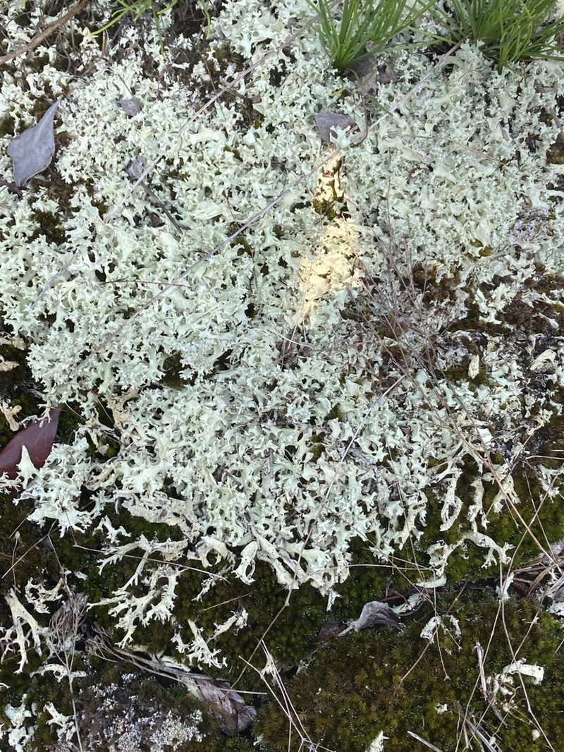 Carolina Cup Lichen photo 8