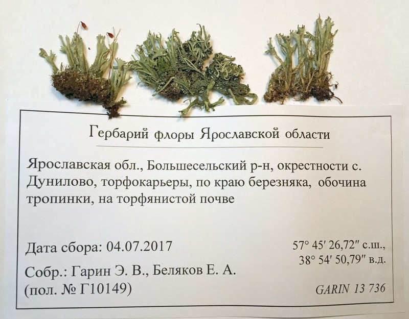 Cup Lichen
