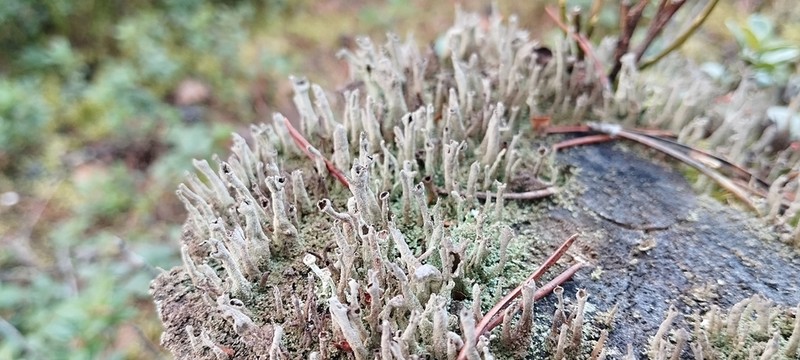 Cup Lichen photo 2