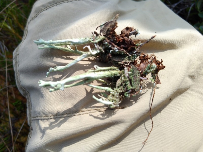 Cup Lichen photo 3