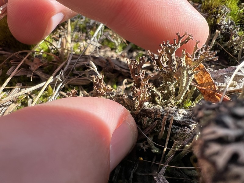 Cup Lichen photo 4