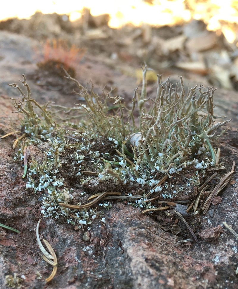 Cup Lichen photo 5