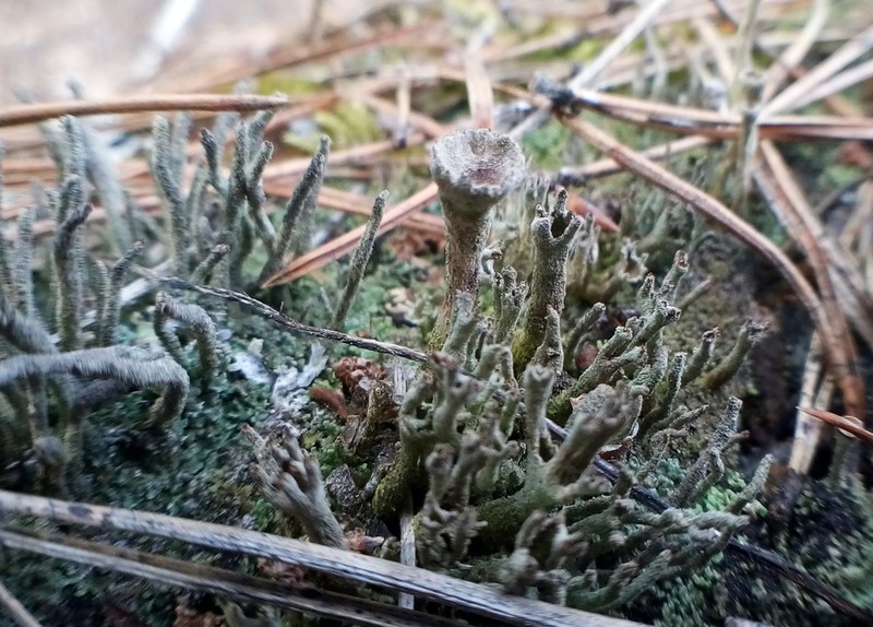 Cup Lichen photo 6