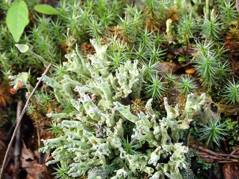 Cup Lichen photo 7