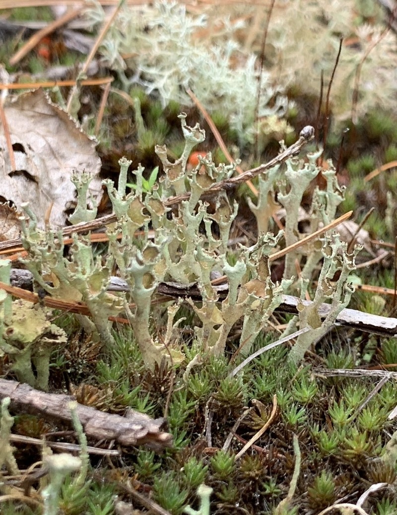 Cup Lichen photo 8