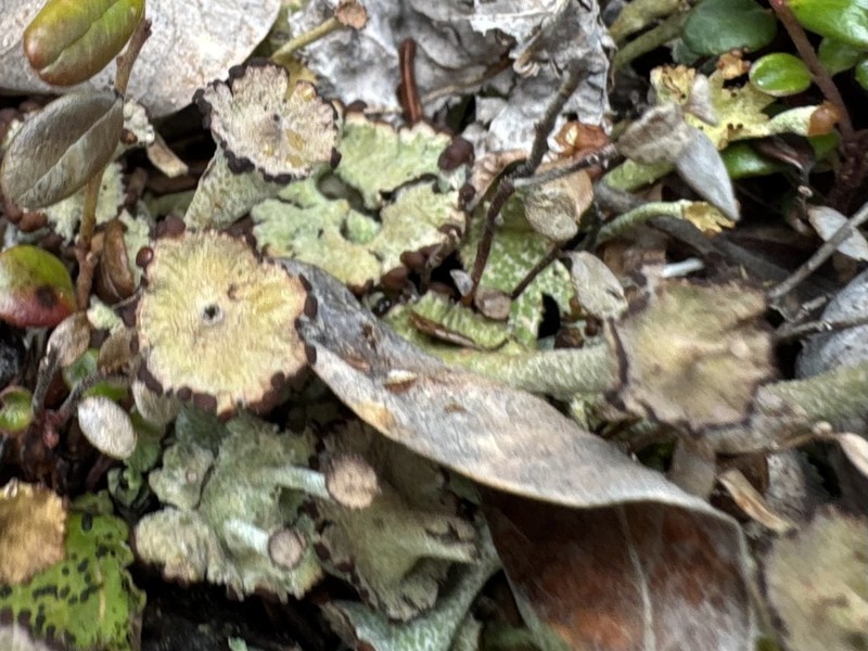 Cup Lichen