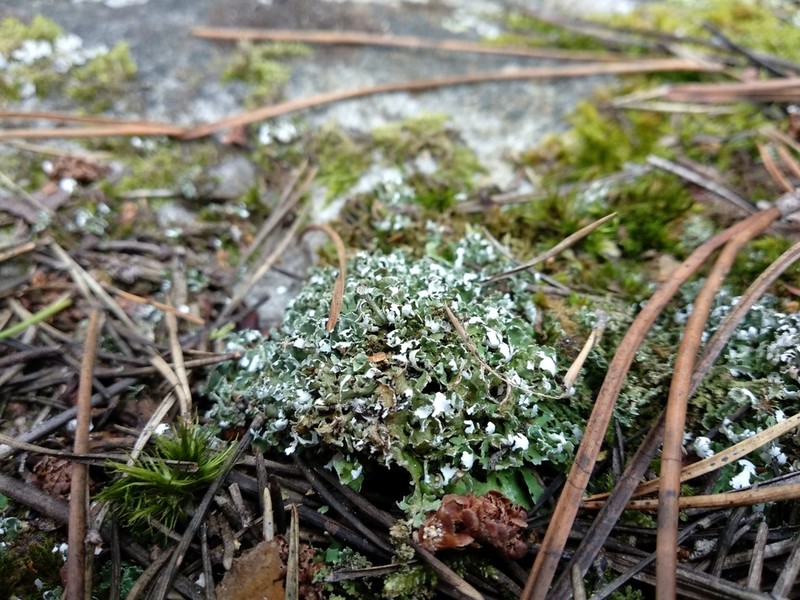 Cup Lichen photo 2