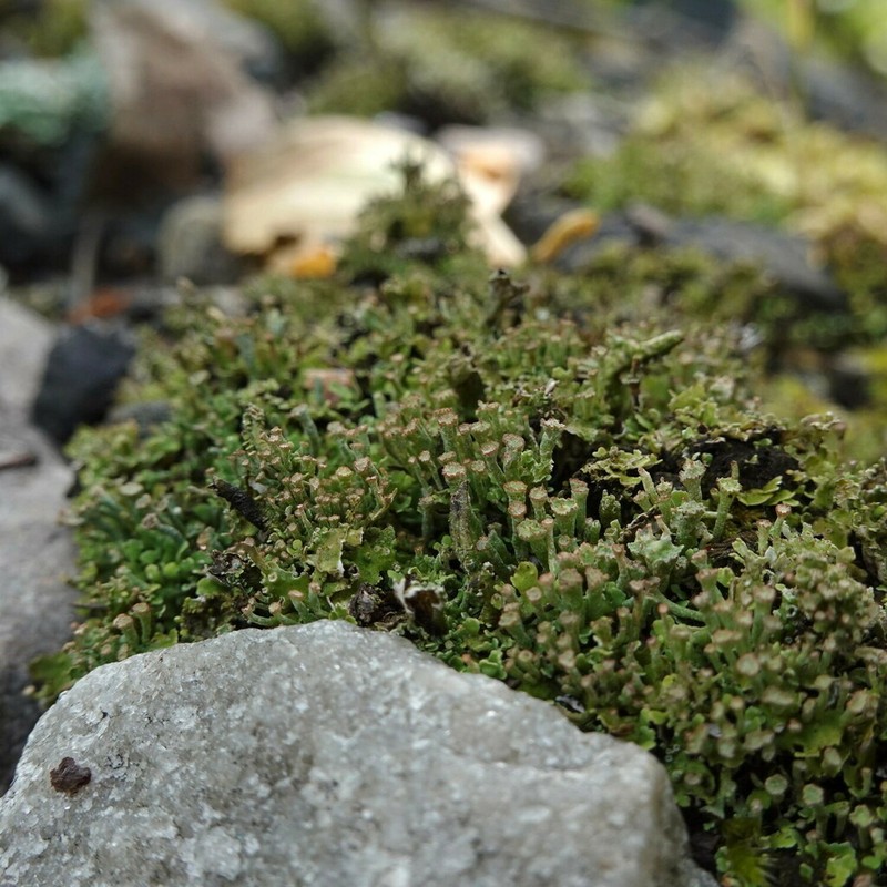 Cup Lichen photo 3
