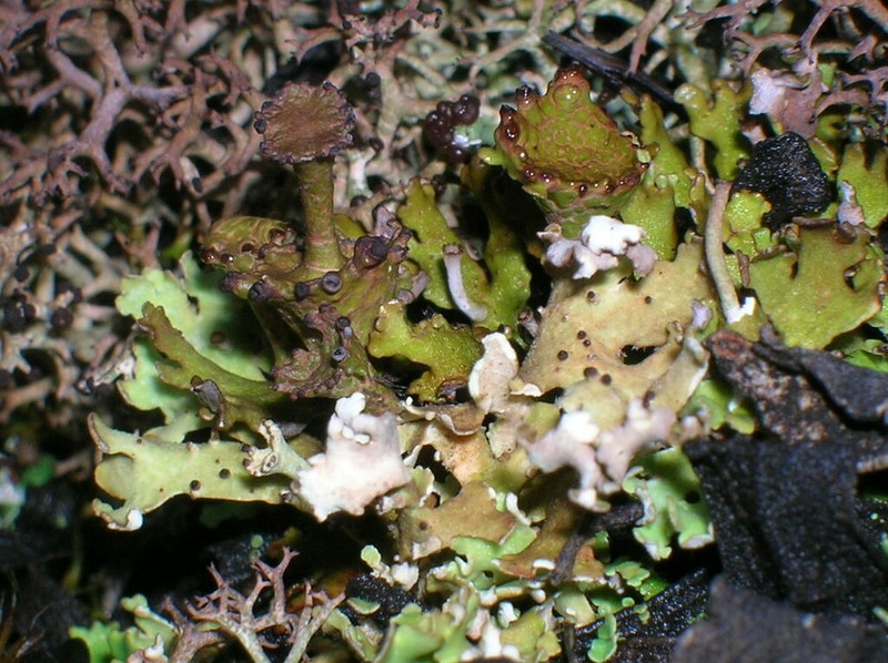 Cup Lichen photo 4