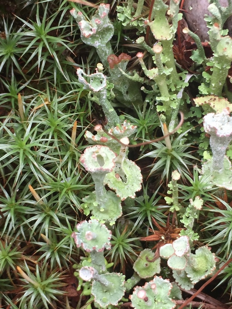 Cup Lichen photo 5