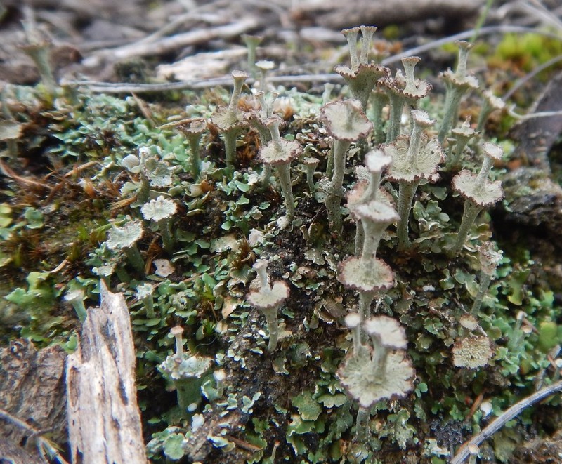 Cup Lichen photo 6